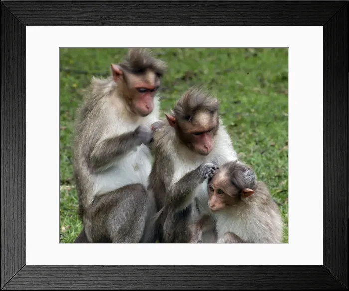 Framed Print : Bonnet Macaque, South India, mutual grooming Framed Print : Bonnet Macaque, South India, mutual grooming