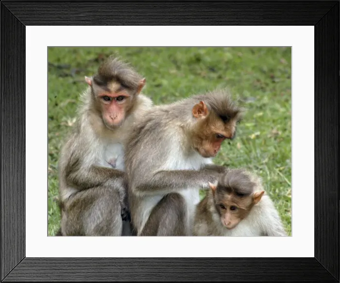 Framed Print : Bonnet Macaque, South India, mutual grooming Framed Print : Bonnet Macaque, South India, mutual grooming