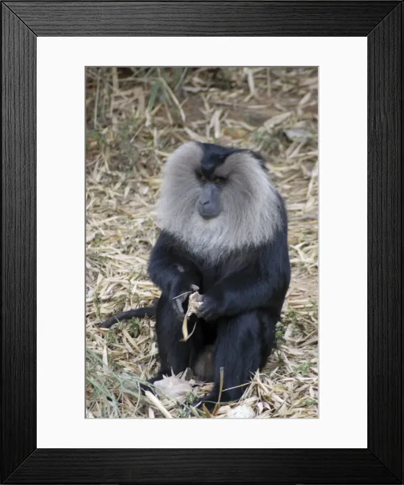 Framed Print : Lion tailed Macaque, male, SW India Framed Print : Lion tailed Macaque, male, SW India