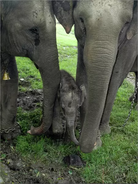 Asian Elephant, Domestic mother, auntie and calf 3 days old