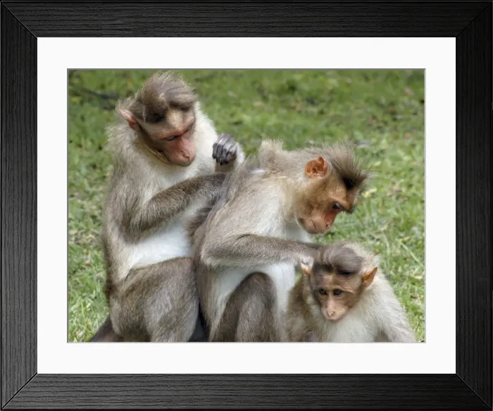 Framed Print : Bonnet Macaque, South India, mutual grooming Framed Print : Bonnet Macaque, South India, mutual grooming