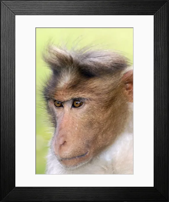 Framed Print : Bonnet Macaque, South India Framed Print : Bonnet Macaque, South India