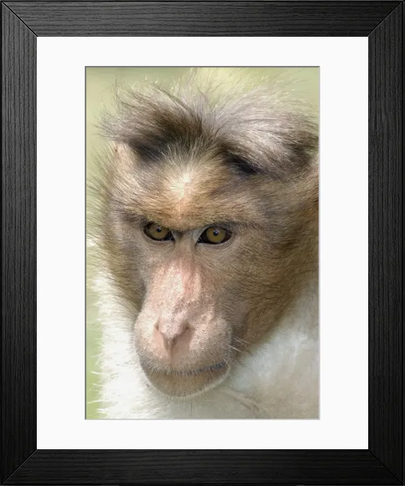 Framed Print : Bonnet Macaque, South India