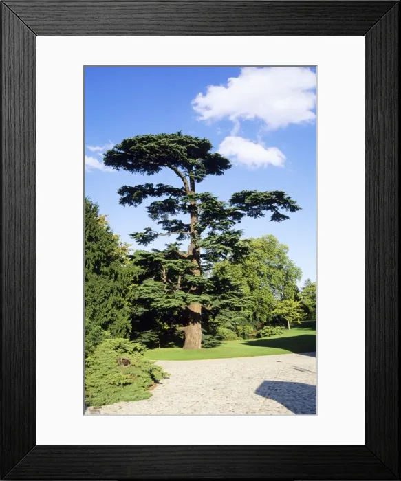 Framed Print : Cedar of Lebanon Framed Print : Cedar of Lebanon