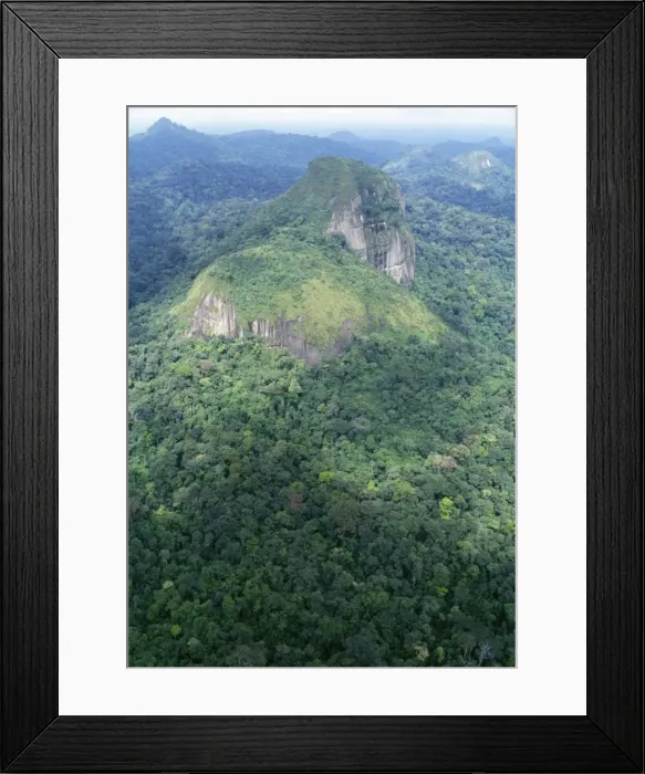 Framed Print : Rainforest - aerial view of Amazon canopy French Guiana Framed Print : Rainforest - aerial view of Amazon canopy French Guiana