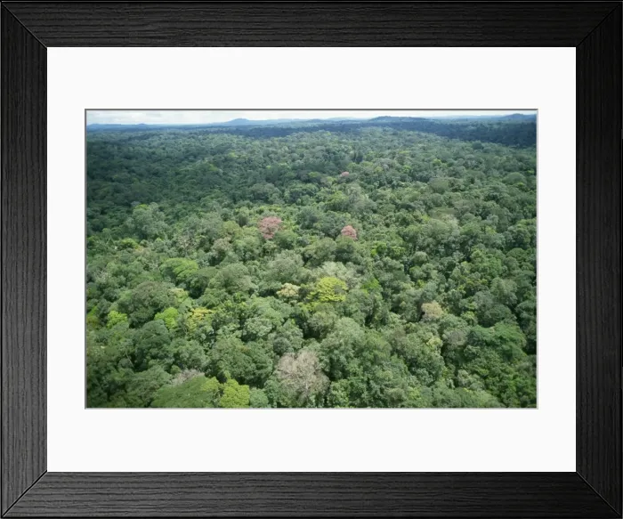 Framed Print : Rainforest - aerial view of Amazon canopy French Guiana Framed Print : Rainforest - aerial view of Amazon canopy French Guiana