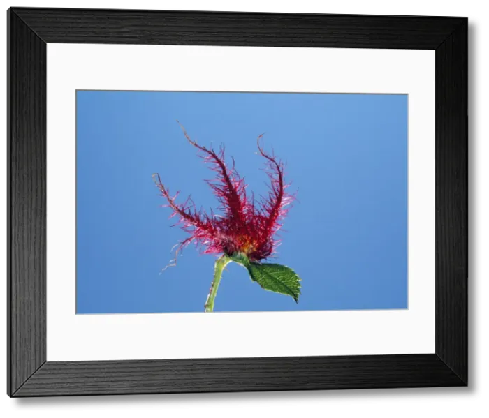Framed Print : Gall Wasp  /  Robins Pincusion