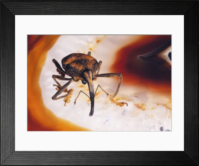 Framed Print : Weevil Brazil Framed Print : Weevil Brazil