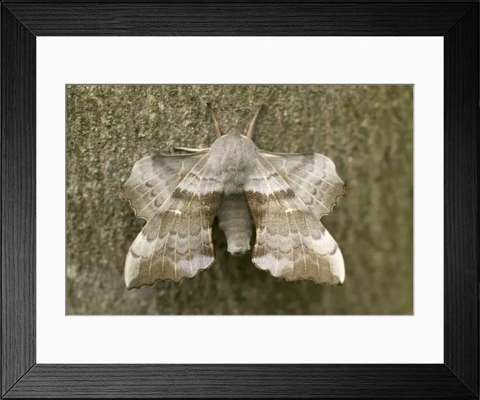 Framed Print : Poplar Hawk-moth - on bark Framed Print : Poplar Hawk-moth - on bark