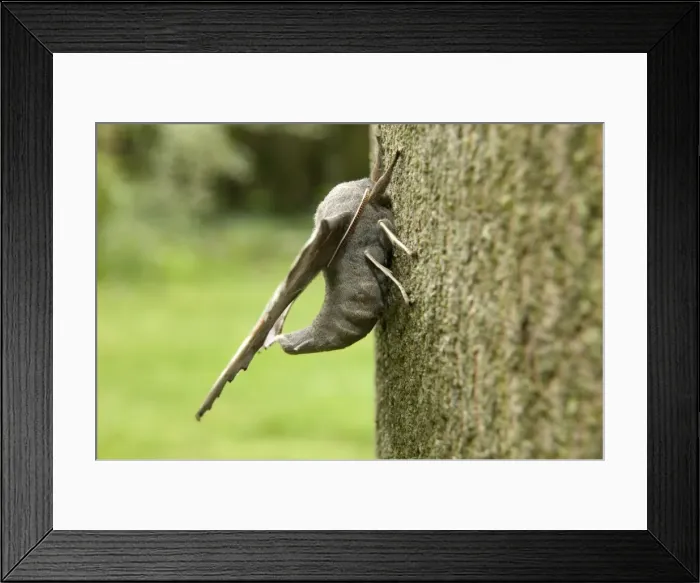 Framed Print : Poplar Hawk-moth - on bark Framed Print : Poplar Hawk-moth - on bark