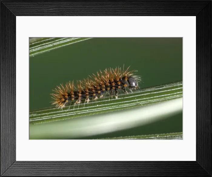 Framed Print : Great Peacock Moth - Caterpillar on stem Europe Framed Print : Great Peacock Moth - Caterpillar on stem Europe