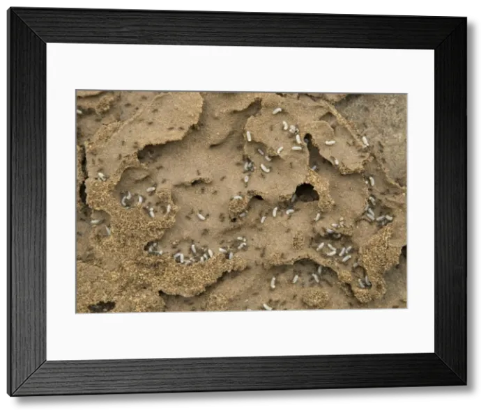Framed Print : Black Ants - with larvae at nest Framed Print : Black Ants - with larvae at nest