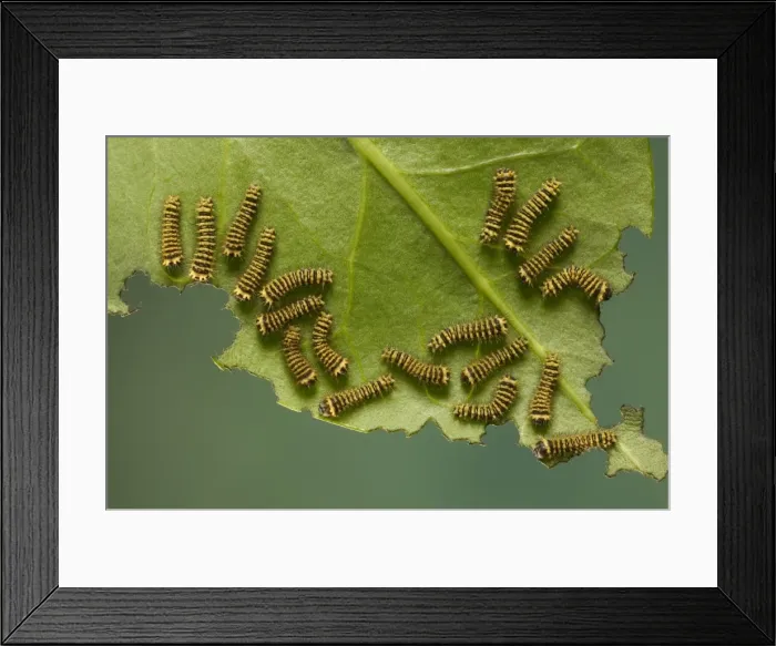 Framed Print : Moth - group of caterpillars feeding on leaf Framed Print : Moth - group of caterpillars feeding on leaf