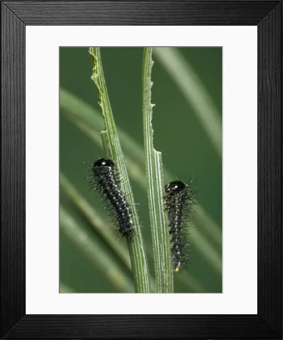 Framed Print : Spanish Moon Moth - young caterpillars Framed Print : Spanish Moon Moth - young caterpillars