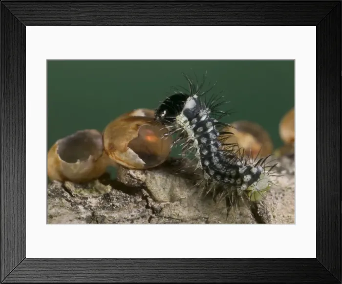 Framed Print : Spanish Moon Moth - Young caterpillar eating its egg Framed Print : Spanish Moon Moth - Young caterpillar eating its egg