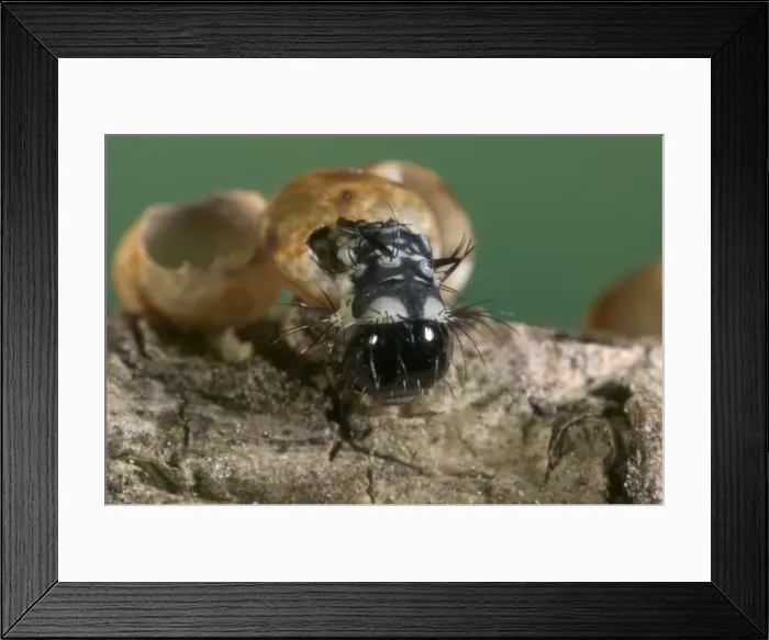 Framed Print : Spanish Moon Moth - Young caterpillar emerging from egg Framed Print : Spanish Moon Moth - Young caterpillar emerging from egg