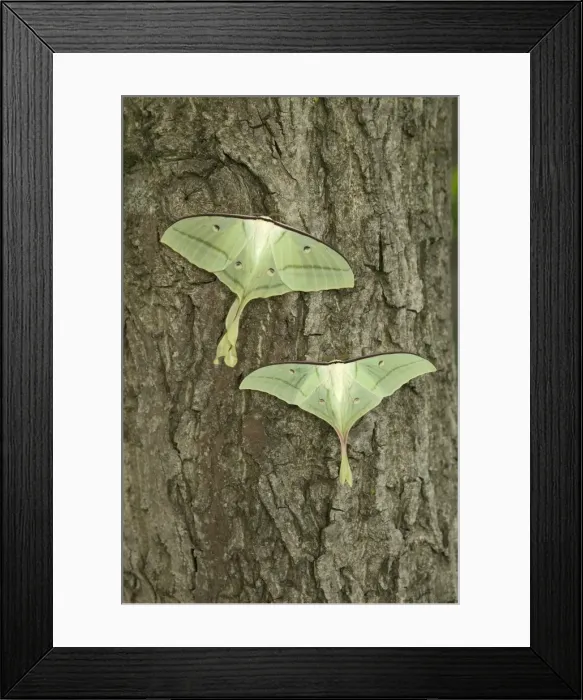 Framed Print : Indian Moon Moth - Couple (female above) Framed Print : Indian Moon Moth - Couple (female above)