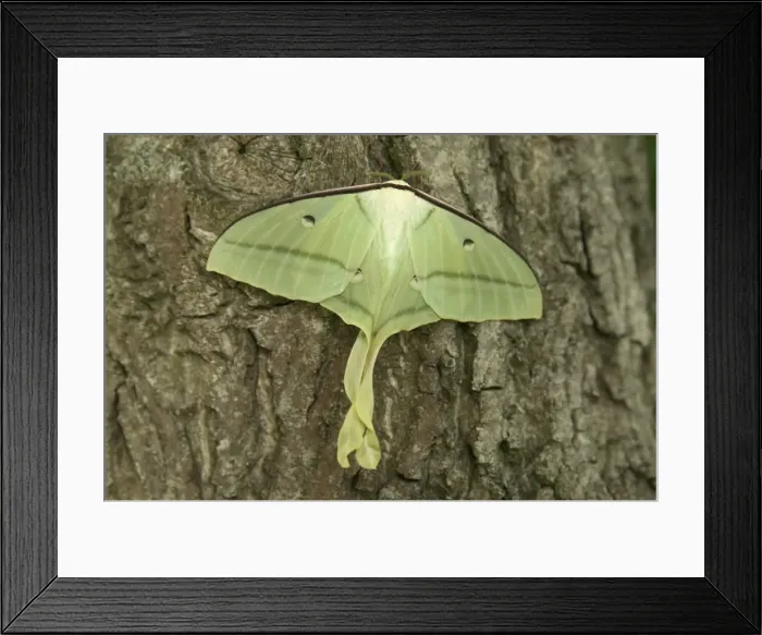 Framed Print : Indian Moon Moth - Female Framed Print : Indian Moon Moth - Female