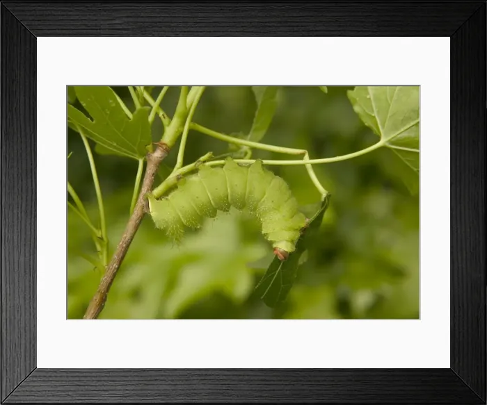 Framed Print : Indian Moon Moth - Caterpillar Framed Print : Indian Moon Moth - Caterpillar