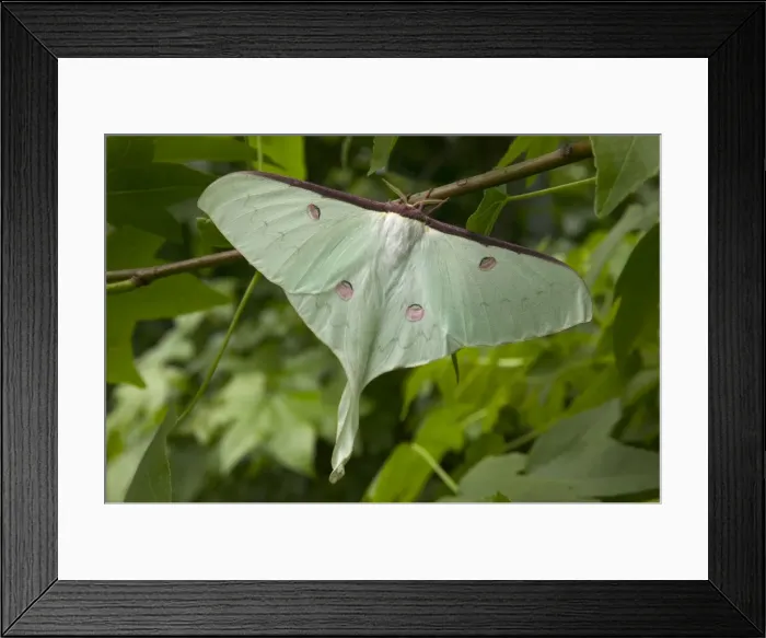 Framed Print : Indian Moon Moth Framed Print : Indian Moon Moth