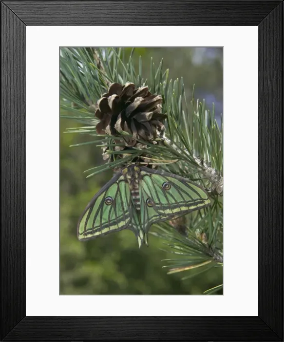 Framed Print : Spanish Moon Moth - Female on the cone of a pine. Europe Framed Print : Spanish Moon Moth - Female on the cone of a pine. Europe