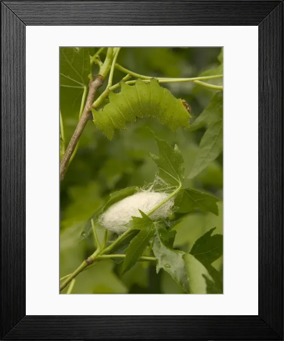 Framed Print : Indian Moon Moth - Caterpillar and cocoon Framed Print : Indian Moon Moth - Caterpillar and cocoon