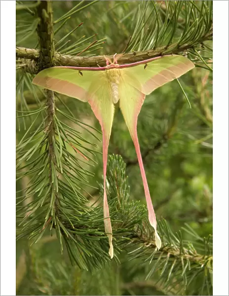 Dubernard's Luna Moth - Male China