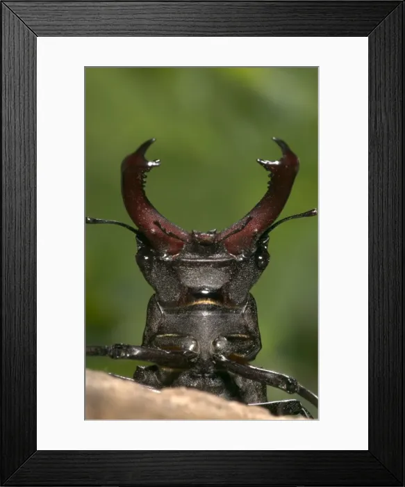 Framed Print : Stag beetle - Head and horns Europe Framed Print : Stag beetle - Head and horns Europe