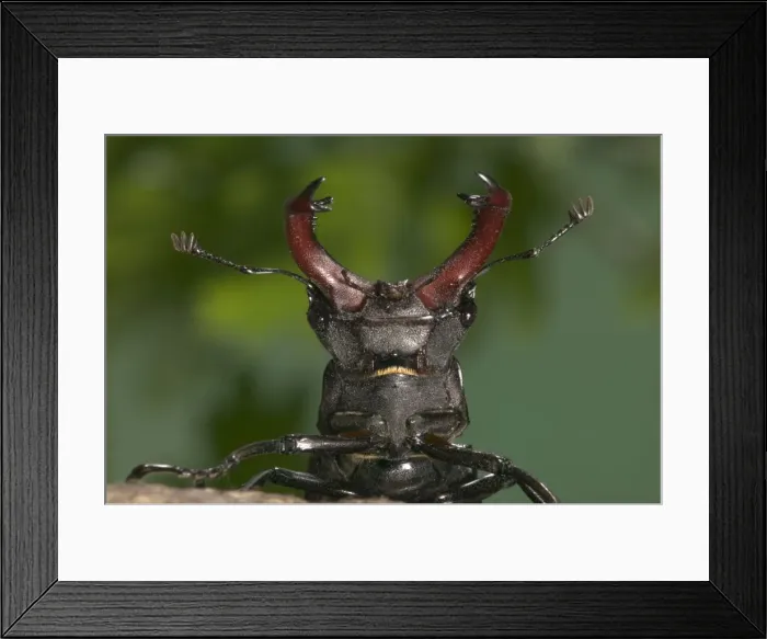 Framed Print : Stag beetle - Head and horns Europe Framed Print : Stag beetle - Head and horns Europe