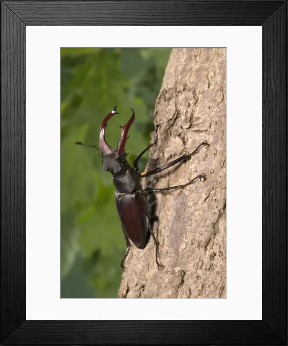 Framed Print : Stag beetle on bark Europe Framed Print : Stag beetle on bark Europe