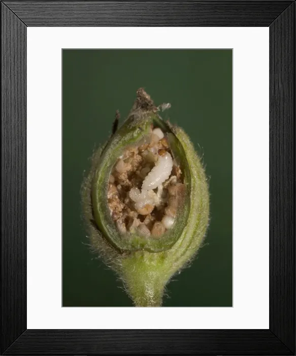 Framed Print : White Campion - cross-section of a fruit with its seeds parasitized by weevils larvas. Europe Framed Print : White Campion - cross-section of a fruit with its seeds parasitized by weevils larvas. Europe