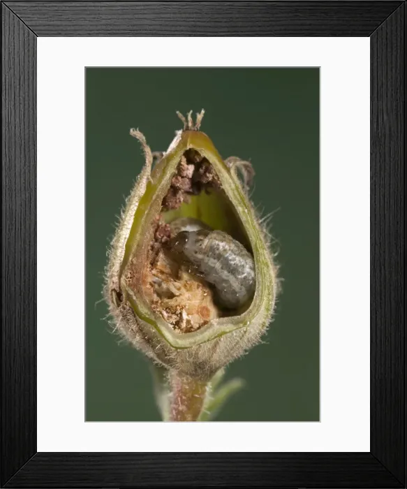Framed Print : White Campion - Cut of a fruit parasitized by a caterpillar of a noctuidae. Europe Framed Print : White Campion - Cut of a fruit parasitized by a caterpillar of a noctuidae. Europe