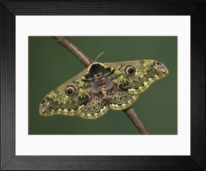 Framed Print : Silkworm Moth. China Framed Print : Silkworm Moth. China