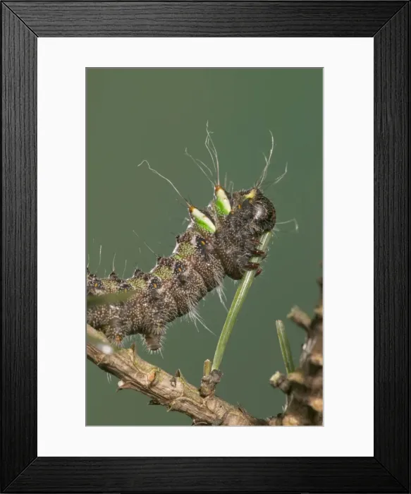 Framed Print : Spanish Moon Moth - Caterpillar eating a needle of a pine. Europe Framed Print : Spanish Moon Moth - Caterpillar eating a needle of a pine. Europe