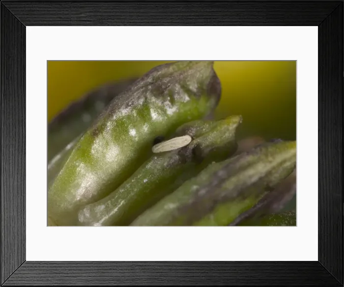 Framed Print : Chiastocheta fly's egg against a fruit of European Globe Flower