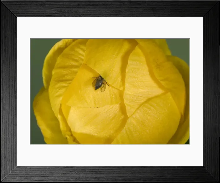 Framed Print : Globe flower - The diaphragm shaped closed flower. The Chiastocheta fly penetrate inside. Europe Framed Print : Globe flower - The diaphragm shaped closed flower. The Chiastocheta fly penetrate inside. Europe