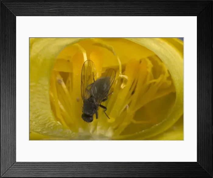 Framed Print : Globe flower - The Chiastocheta fly is inside the flower and will fertilize it. Europe Framed Print : Globe flower - The Chiastocheta fly is inside the flower and will fertilize it. Europe