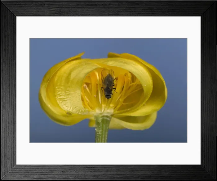 Framed Print : Globe flower - The Chiastocheta fly is inside the flower and will fertilize it. Europe Framed Print : Globe flower - The Chiastocheta fly is inside the flower and will fertilize it. Europe