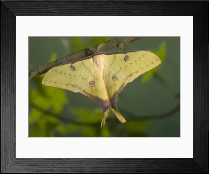 Framed Print : Chinese Moon Moth - Male Framed Print : Chinese Moon Moth - Male