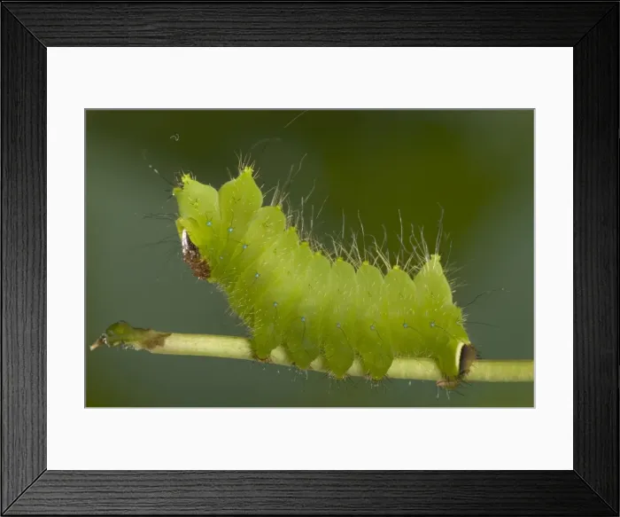 Framed Print : Chinese Moon Moth - Caterpillar Framed Print : Chinese Moon Moth - Caterpillar