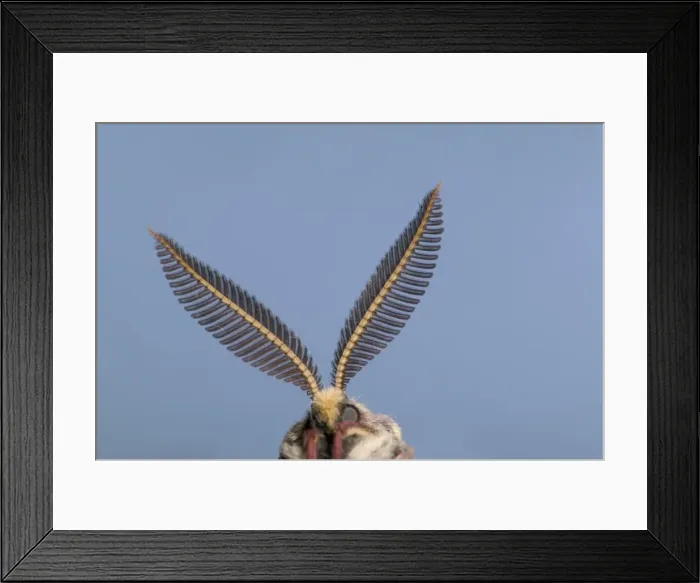 Framed Print : Spanish Moon Moth - Antennas of the male. Europe