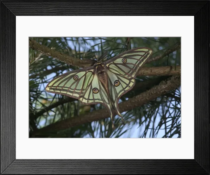 Framed Print : Spanish Moon Moth - Male on a pine. Europe Framed Print : Spanish Moon Moth - Male on a pine. Europe
