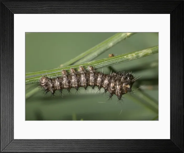 Framed Print : Spanish Moon Moth - Caterpillar. Europe Framed Print : Spanish Moon Moth - Caterpillar. Europe