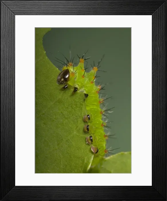 Framed Print : Chinese Moon Moth - Caterpillar eating a leaf Framed Print : Chinese Moon Moth - Caterpillar eating a leaf