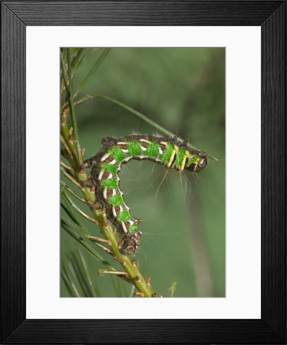 Framed Print : Spanish Moon Moth - Caterpillar (L5) eating a needle of pine. Europe Framed Print : Spanish Moon Moth - Caterpillar (L5) eating a needle of pine. Europe