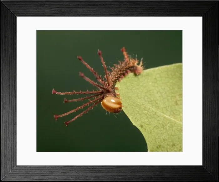 Framed Print : Moth - Young caterpillar (L1). Mexico to Panama Framed Print : Moth - Young caterpillar (L1). Mexico to Panama