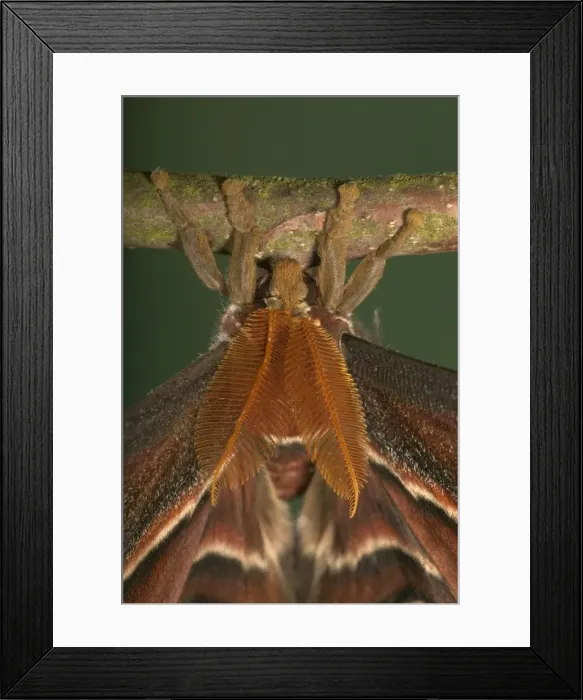 Framed Print : Atlas Moth - Antennas of the male. Malaysia Framed Print : Atlas Moth - Antennas of the male. Malaysia