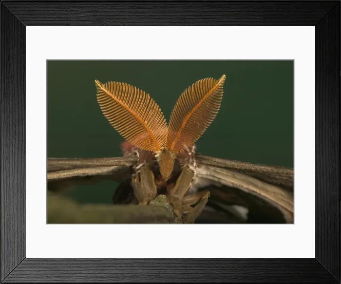 Framed Print : Atlas Moth - Antennas of the male Malaysia Framed Print : Atlas Moth - Antennas of the male Malaysia