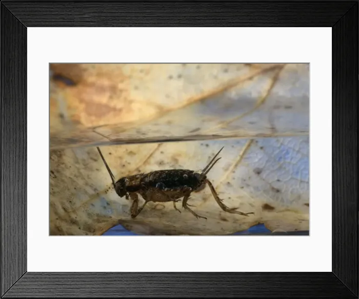 Framed Print : Wood cricket - When the cricket is in water, the Gordian Worm (Paragordius tricuspidatus) will emerge from its abdomen. Europe Framed Print : Wood cricket - When the cricket is in water, the Gordian Worm (Paragordius tricuspidatus) will emerge from its abdomen. Europe