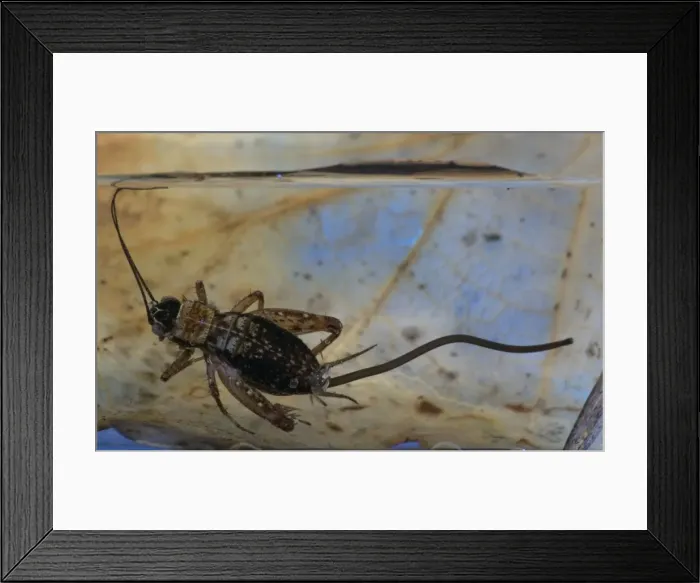 Framed Print : Wood cricket - When the cricket is in water, the Gordian Worm, Paragordius tricuspidatus, emerges from its abdomen. Europe